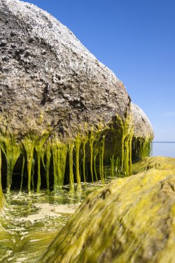 Yellow algae on a rock