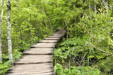 Timber walkway in forest in Plitvice, Croatia clipart