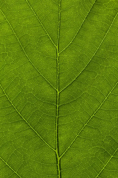 Macro of a leaf — Stock Photo, Image