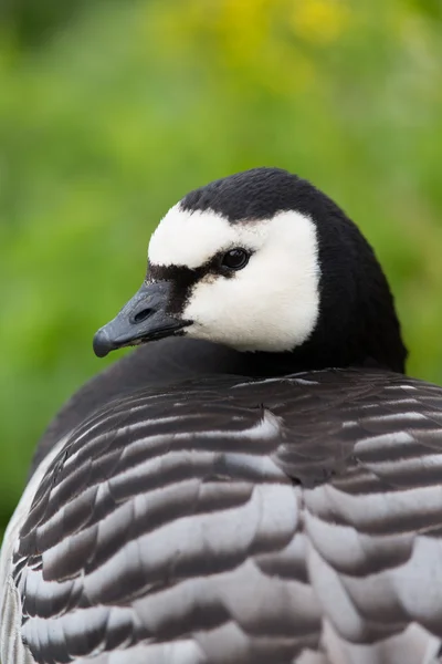 stock image Barnacle Goose