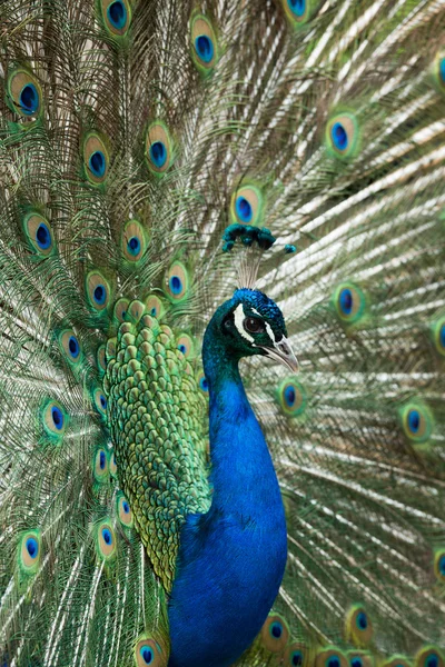 Peacock displaying its feathers — Stock Photo, Image