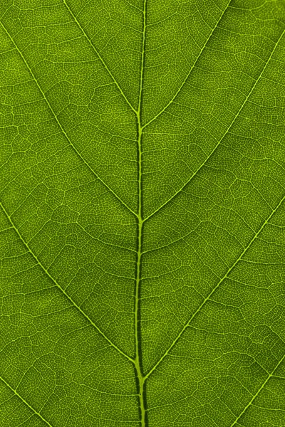 Makro liścia Obraz Stockowy