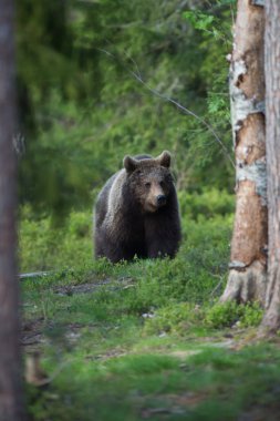 Brown bear in Finland forest clipart