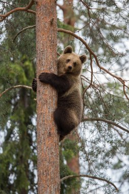 Brown bear climbing in Finland forest
