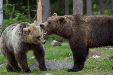 Brown bears in Finland forest clipart