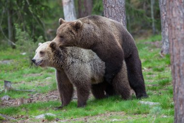 Brown bears mating in Finland forest clipart
