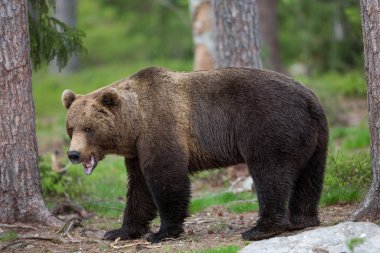 Brown bear in Finland forest clipart