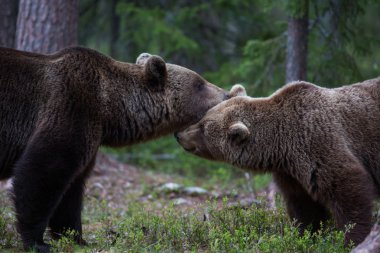 Brown bear love in Finland forest clipart