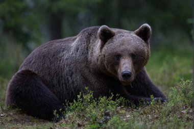 Brown bear in Finland forest