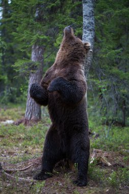 Brown bear scratching in Finland forest clipart