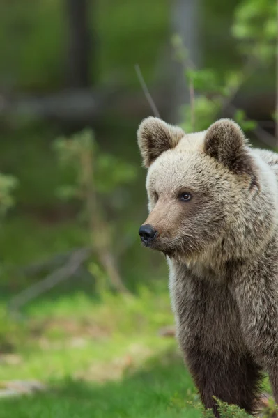 Medvěd hnědý v lese Finsko — Stock fotografie