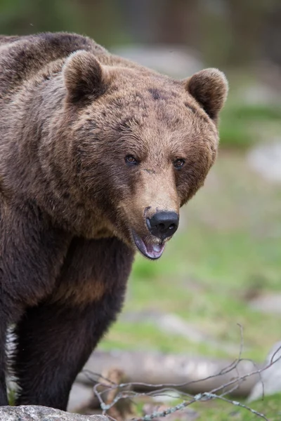 핀란드 숲에 갈색 곰 — 스톡 사진