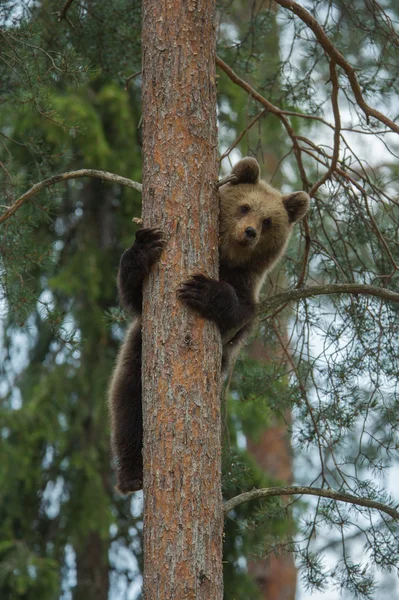 Urso marrom escalada na floresta da Finlândia — Fotografia de Stock