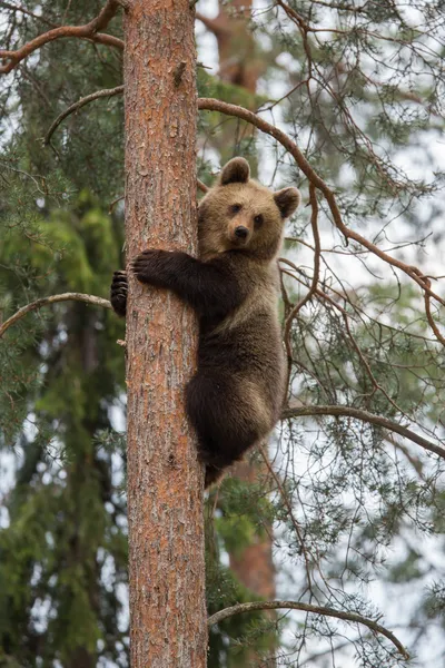 Brun björn klättring i finland skog — Stockfoto