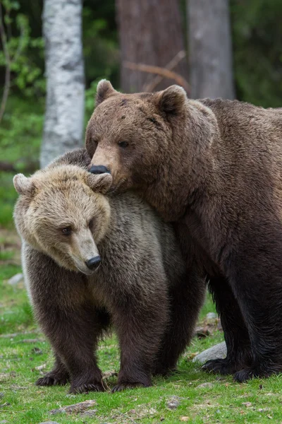 Bruine beer liefde in finland bos — Stockfoto