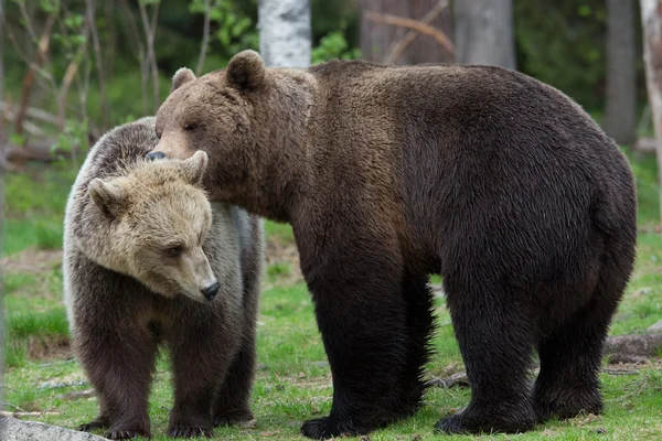 Pocałunek niedźwiedź w lesie, Finlandia — Zdjęcie stockowe