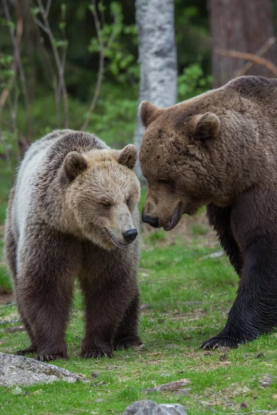 Braunbärenliebe im finnischen Wald — Stockfoto