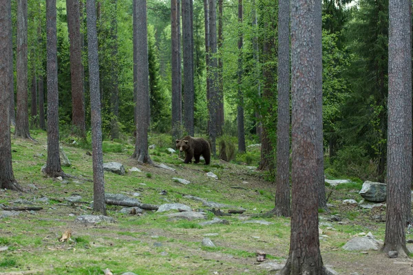 Καφέ αρκούδα στο δάσος της Φινλανδίας — Φωτογραφία Αρχείου