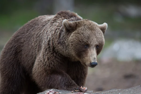 Ours brun dans la forêt finlandaise — Photo
