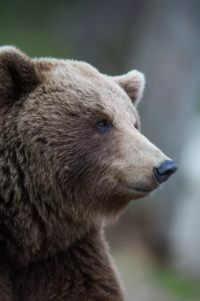 Urso marrom na floresta da Finlândia — Fotografia de Stock