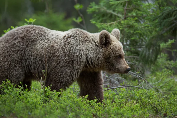 Orso bruno nella foresta finlandese — Foto Stock