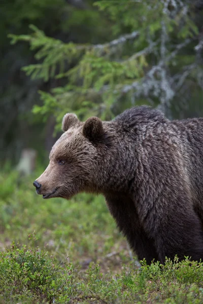 Orso bruno nella foresta finlandese — Foto Stock