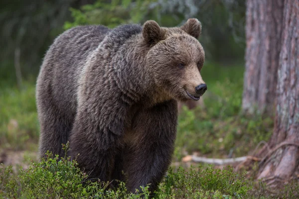 Niedźwiedź w lesie, Finlandia — Zdjęcie stockowe