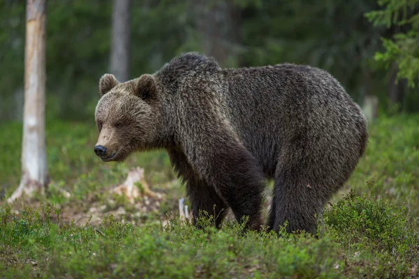 Medvěd hnědý v lese Finsko — Stock fotografie