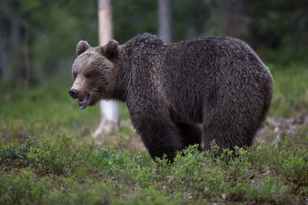 Ours brun dans la forêt finlandaise — Photo