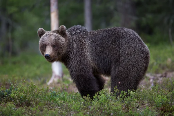 芬兰森林棕熊 — 图库照片