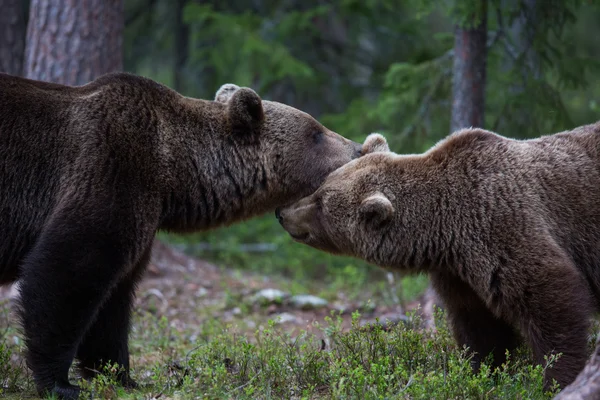 Bruine beer liefde in finland bos — Stockfoto