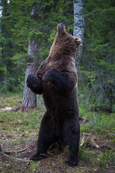 Urso marrom arranhando na floresta da Finlândia — Fotografia de Stock