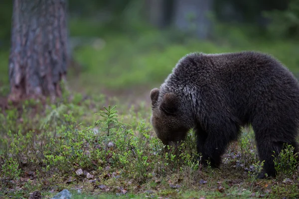 Baby cub niedźwiedź w lesie, Finlandia — Zdjęcie stockowe