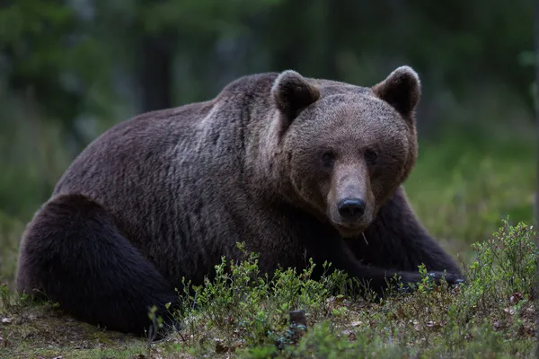 Brun björn i finland skog Stockbild