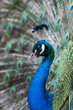 Peacock displaying its feathers clipart