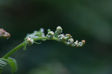 Fern yaprak Su damlacıkları ile