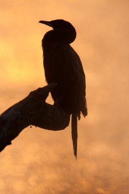 golden sunset, küçük karabatak