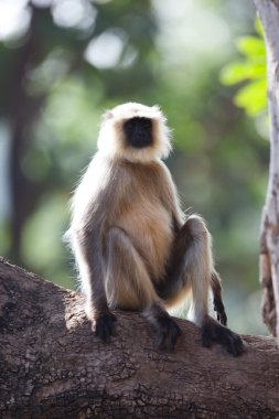 Hindistan'da yaygın langur maymun