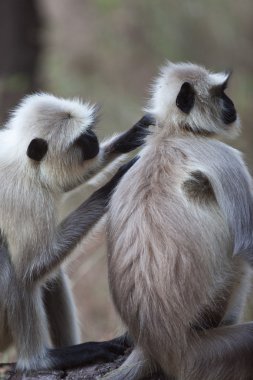 damat ortak langur maymunlar