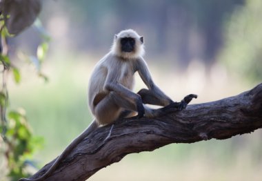 Hindistan'da yaygın langur maymun