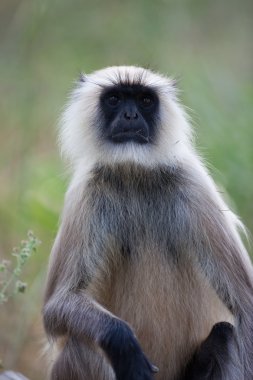 Hindistan'da yaygın langur maymun