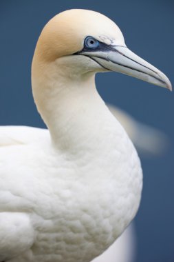 Gannet kuş