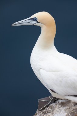 Gannet kuş