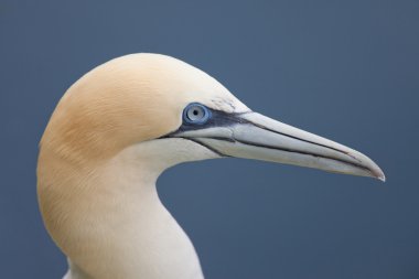 Gannet kuş