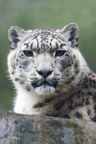 Leopardo delle nevi — Foto Stock