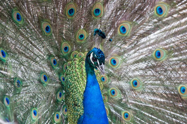 stock image Peacock displaying its feathers