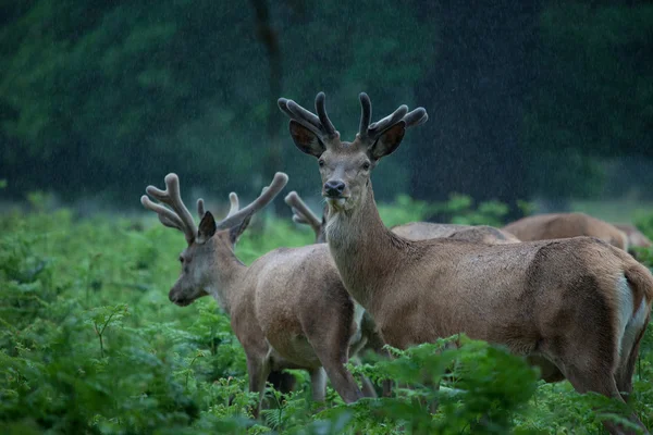 フォレスト内の鹿の群れ — ストック写真