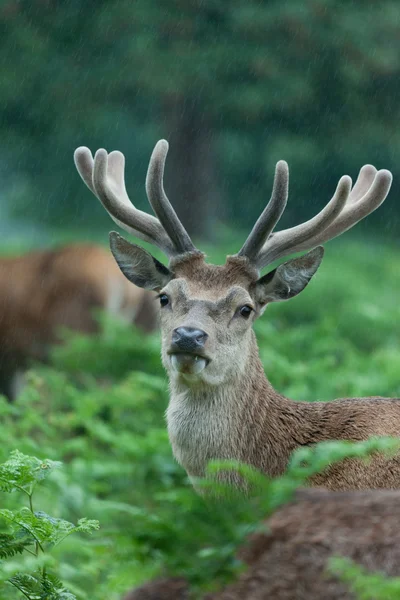Stado jeleni w lesie — Zdjęcie stockowe
