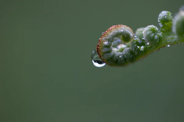 Fern frond with water droplet — Stock Photo, Image