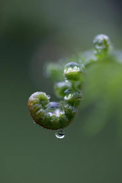 Fern varenblad met water droplet — Stockfoto